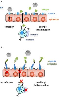 Review: The Nose as a Route for Therapy. Part 2 Immunotherapy